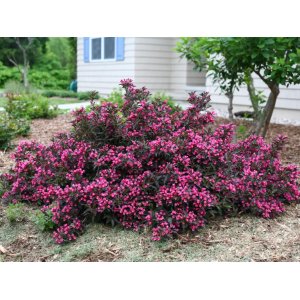 Vajgela kvetnatá (Weigela florida) ´ALEXANDRA´® - výška 30-40 cm, kont. C2L